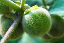 Immature-fruits-of-Hairy-Eggplant
