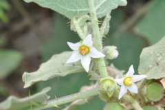 Flowers-of-Hairy-Eggplant