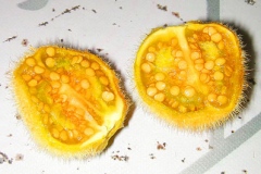 Half-cut-Hairy-Eggplant