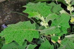 Leaves-of-Hairy-Eggplant