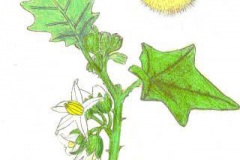 Plant-Illustration-of-Hairy-Eggplant