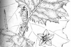 Sketch-of-Hairy-Eggplant
