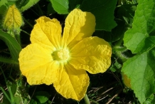 Close-up-flower-of-Hairy-gourd