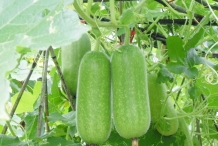 Hairy-gourd