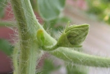Stem-of-Hairy-gourd