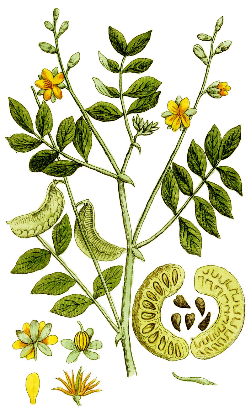 Plant-illustration-of-Hairy-senna