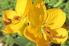 Closer-view-of-flower-of-Hairy-senna
