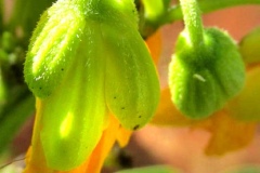Flowering-bud-of-Hairy-senna