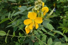 Flowers-of-Hairy-senna