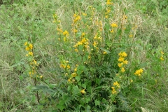 Hairy-senna-plant-growing-wild