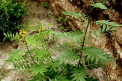 Hairy-senna-plant