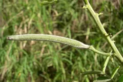 Immature-fruits-of-Hairy-senna
