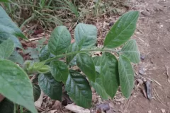 Leaves-of-Hairy-senna