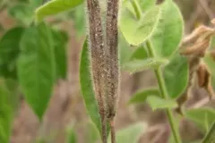 Mature-fruits-of-Hairy-senna