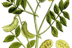 Plant-illustration-of-Hairy-senna