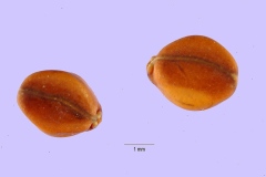 Seeds-of-Hairy-senna