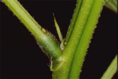 Stem-of-Hairy-senna