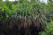 Hala-fruit-Plant-growing-wild