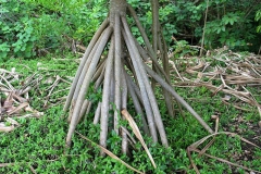 Aerial-Roots-of-Hala-fruit