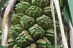 Closer-view-of-unripe-Hala-fruit