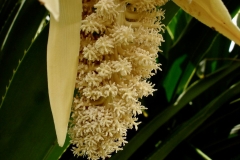 Flower-of-Hala-fruit