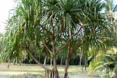 Hala-fruit-Plant
