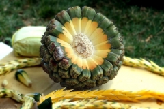 Half-cut-unripe-Hala-fruit