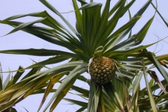 Immature-Hala-fruit-on-the-plant
