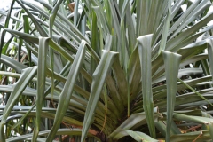 Leaves-of-Hala-fruit