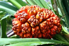Mature-Hala-fruit