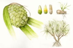 Plant-Illustrations-of-Hala-fruit