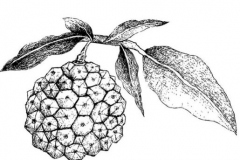 Sketch-of-Hala-fruit