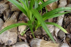 Small-Hala-fruit-plant