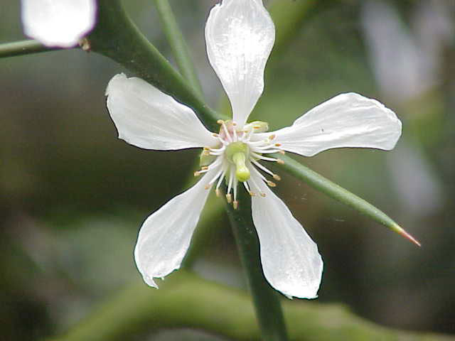 Closer-view-of-Flower-of-Hardy-orange