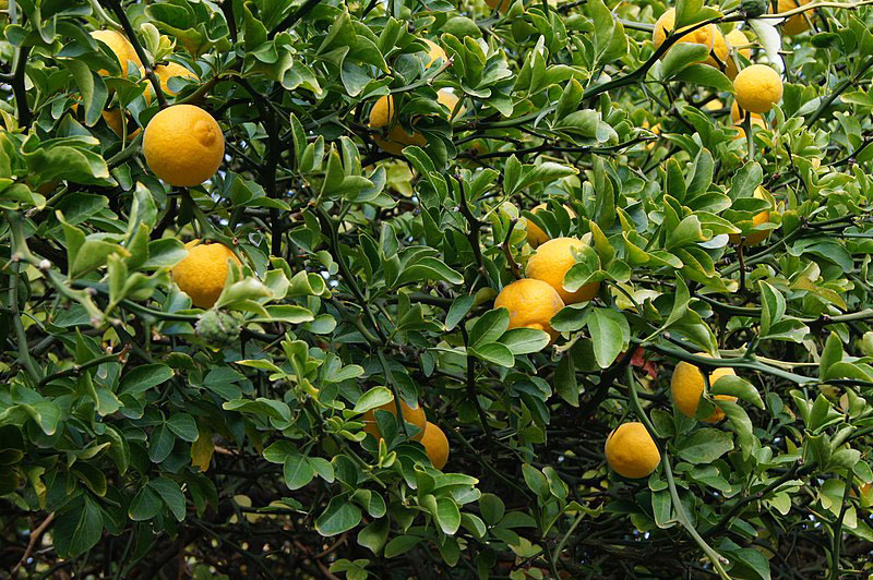 Hardy-orange-Fruits-on-the-tree