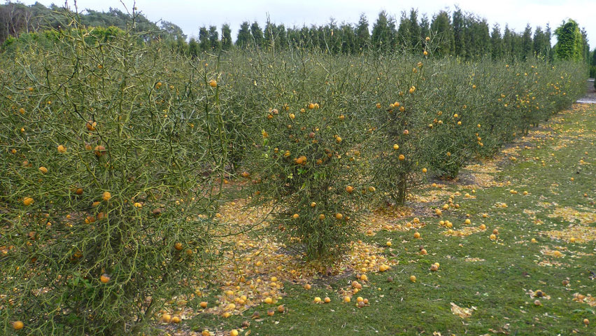 Hardy-orange-farming