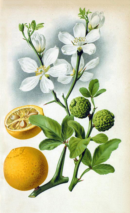 Plant-Illustration-of-Hardy-orange