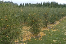 Hardy-orange-farming