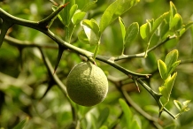 Immature-fruit-of-Hardy-orange