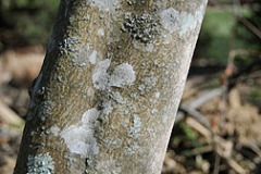Bark-of-Hardy-orange