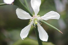 Closer-view-of-Flower-of-Hardy-orange