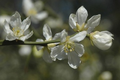 Flowers-of-Hardy-orange