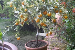 Hardy-orange-grown-on-pot