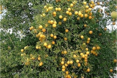 Hardy-orange-tree