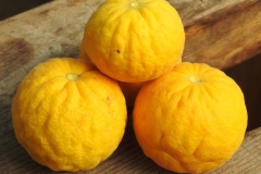 Hardy-orange