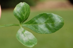 Leaves-of-Hardy-orange