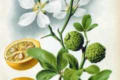 Plant-Illustration-of-Hardy-orange