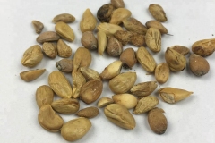Seeds-of-Hardy-orange