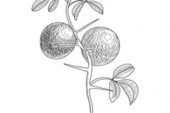 Sketch-of-Hardy-orange