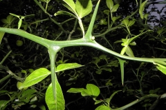 Thorns-of-Hardy-orange